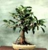 bonsai11.jpg