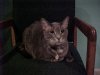 kitty.jpg