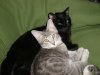 kitties.jpg