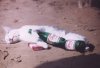 drunk_kitty.jpeg