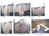 ear pictures!.jpg