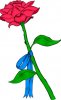 rosa2.jpg