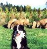 sheepdog2.jpg