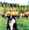 devlishdog.jpg