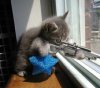 sniperkat.jpg