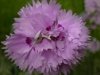 carnation.jpg
