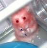 evilhammie.jpg