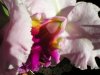 Cattleya.jpg