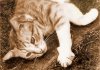 my_cat02.jpg