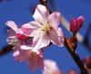 sakura02a.jpg