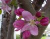crabapple.jpg