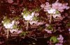 Blossom.jpg