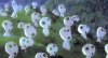 kodama.jpeg