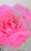 Rose_Ashes.png