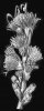 flower.jpg