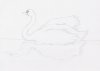 SecondSwan.jpg