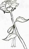 rosa2.jpg