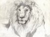 Lion.jpg