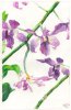 Orchids.jpg