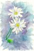 Daisies.jpg