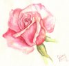 Rose.jpg