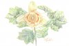 Tulip2.jpg