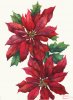 Pointsettia.jpg
