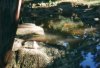 Streambird_1.jpg