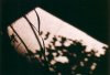 10_Shadow_of_the_Window_of_Life.jpg