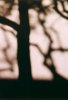11_Branches_of_Darkness.jpg