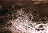 17_Grass_Nut_Nest.jpg