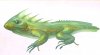 lezard.jpg